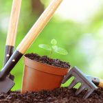 Getting Started With Gardening_ Must-Have Tools And Tips For Beginners