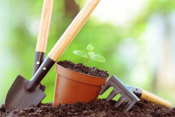 Getting Started With Gardening: Must-Have Tools And Tips For Beginners